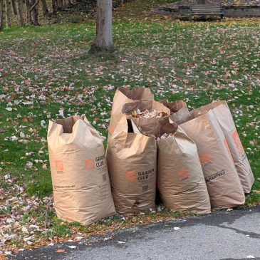 Leaf Clean-Up